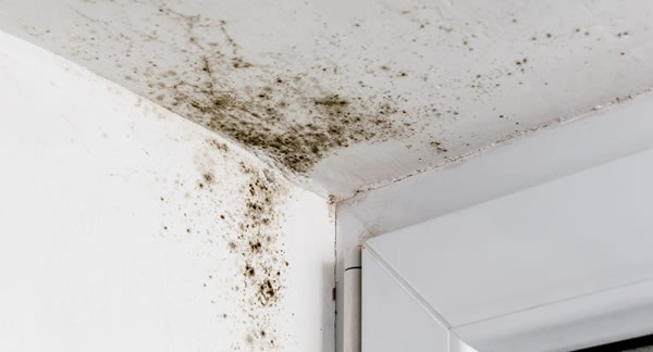 Air Quality / Mold Testing